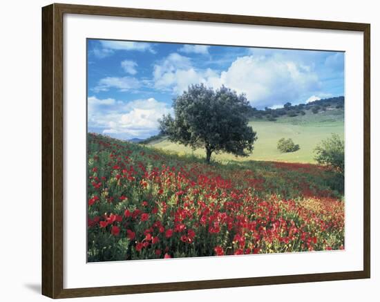 Poppies and Tree, Andalucia, Spain-Peter Adams-Framed Photographic Print