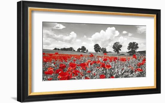 Poppies and vicias in meadow, Mecklenburg Lake District, Germany-Frank Krahmer-Framed Giclee Print