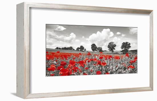 Poppies and vicias in meadow, Mecklenburg Lake District, Germany-Frank Krahmer-Framed Giclee Print