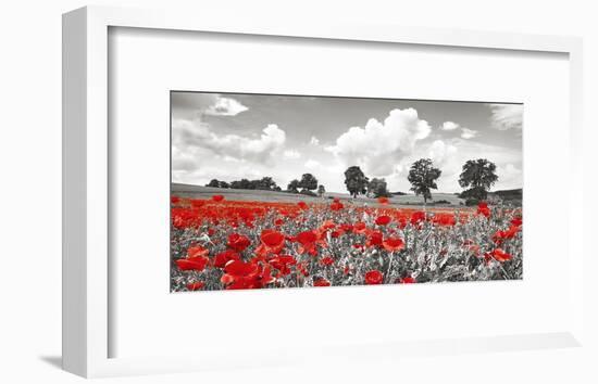 Poppies and vicias in meadow, Mecklenburg Lake District, Germany-Frank Krahmer-Framed Giclee Print