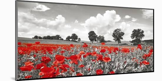 Poppies and vicias in meadow, Mecklenburg Lake District, Germany-Frank Krahmer-Mounted Giclee Print