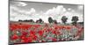 Poppies and vicias in meadow, Mecklenburg Lake District, Germany-Frank Krahmer-Mounted Giclee Print