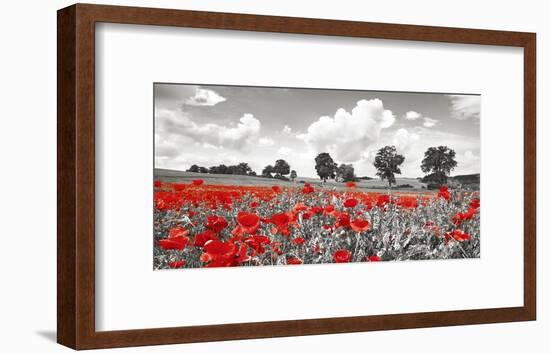 Poppies and vicias in meadow, Mecklenburg Lake District, Germany-Frank Krahmer-Framed Giclee Print