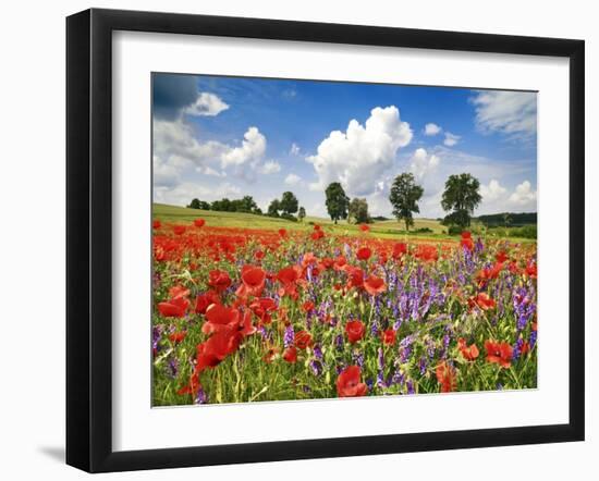 Poppies and vicias in meadow, Mecklenburg Lake District, Germany-Frank Krahmer-Framed Giclee Print