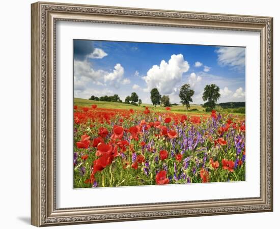 Poppies and vicias in meadow, Mecklenburg Lake District, Germany-Frank Krahmer-Framed Giclee Print