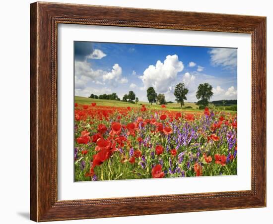 Poppies and vicias in meadow, Mecklenburg Lake District, Germany-Frank Krahmer-Framed Giclee Print