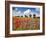 Poppies and vicias in meadow, Mecklenburg Lake District, Germany-Frank Krahmer-Framed Giclee Print