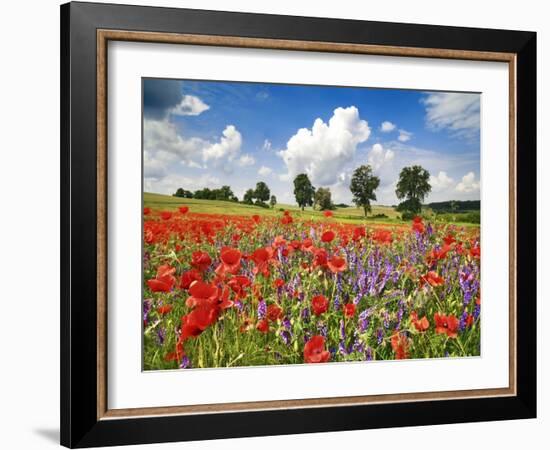 Poppies and vicias in meadow, Mecklenburg Lake District, Germany-Frank Krahmer-Framed Giclee Print