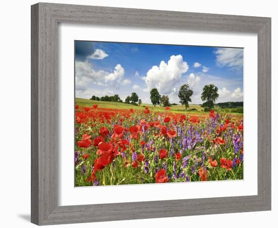 Poppies and vicias in meadow, Mecklenburg Lake District, Germany-Frank Krahmer-Framed Giclee Print