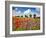 Poppies and vicias in meadow, Mecklenburg Lake District, Germany-Frank Krahmer-Framed Giclee Print