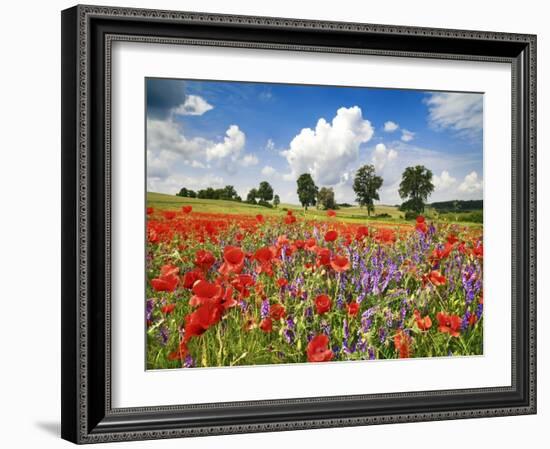 Poppies and vicias in meadow, Mecklenburg Lake District, Germany-Frank Krahmer-Framed Giclee Print