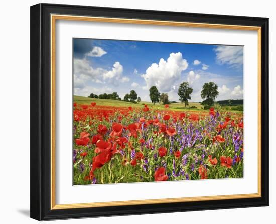 Poppies and vicias in meadow, Mecklenburg Lake District, Germany-Frank Krahmer-Framed Giclee Print