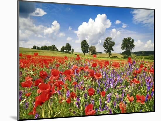 Poppies and vicias in meadow, Mecklenburg Lake District, Germany-Frank Krahmer-Mounted Giclee Print