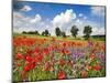Poppies and vicias in meadow, Mecklenburg Lake District, Germany-Frank Krahmer-Mounted Giclee Print