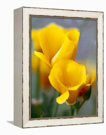 Poppies, Antelope Valley, California, USA-Terry Eggers-Framed Premier Image Canvas