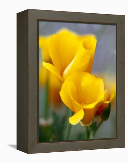 Poppies, Antelope Valley, California, USA-Terry Eggers-Framed Premier Image Canvas