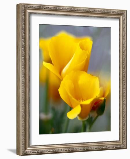 Poppies, Antelope Valley, California, USA-Terry Eggers-Framed Photographic Print