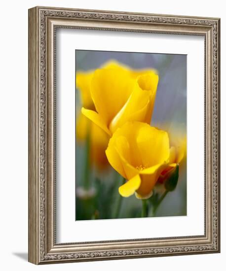 Poppies, Antelope Valley, California, USA-Terry Eggers-Framed Photographic Print