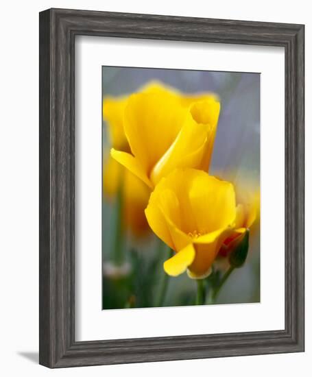 Poppies, Antelope Valley, California, USA-Terry Eggers-Framed Photographic Print