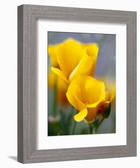 Poppies, Antelope Valley, California, USA-Terry Eggers-Framed Photographic Print