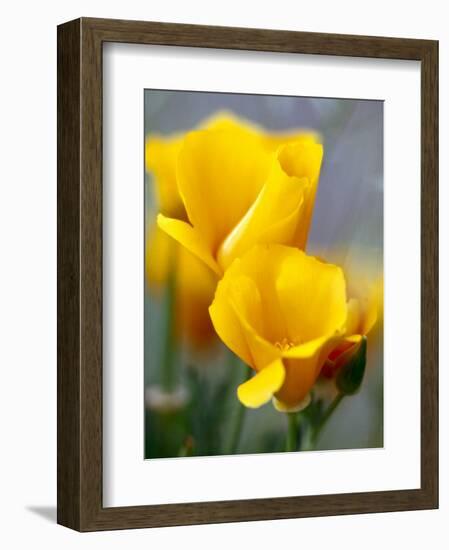 Poppies, Antelope Valley, California, USA-Terry Eggers-Framed Photographic Print