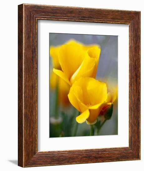 Poppies, Antelope Valley, California, USA-Terry Eggers-Framed Photographic Print