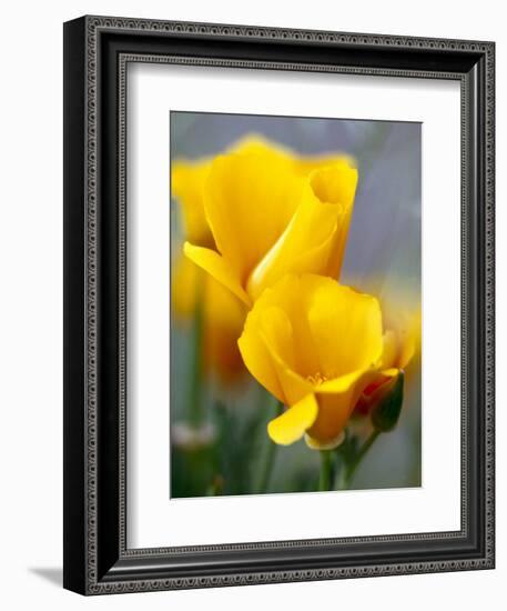 Poppies, Antelope Valley, California, USA-Terry Eggers-Framed Photographic Print