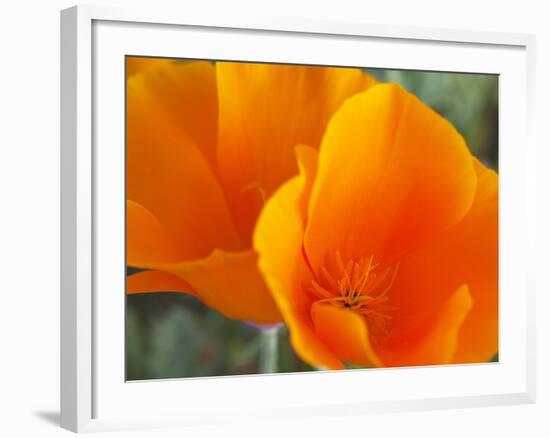 Poppies, Antelope Valley Near Lancaster, California, Usa-Jamie & Judy Wild-Framed Photographic Print