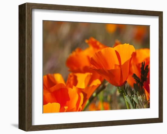 Poppies, Antelope Valley Near Lancaster, California, Usa-Jamie & Judy Wild-Framed Photographic Print