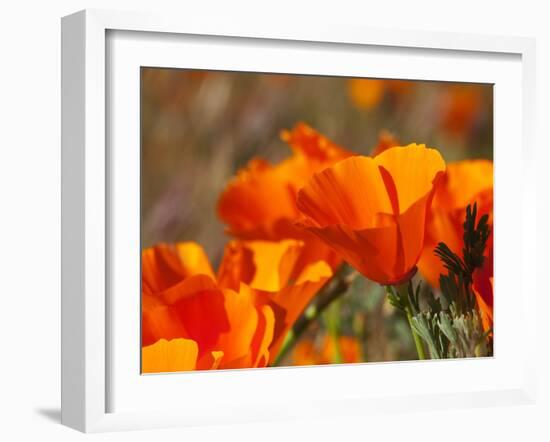 Poppies, Antelope Valley Near Lancaster, California, Usa-Jamie & Judy Wild-Framed Photographic Print