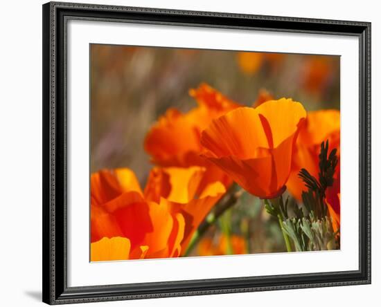 Poppies, Antelope Valley Near Lancaster, California, Usa-Jamie & Judy Wild-Framed Photographic Print