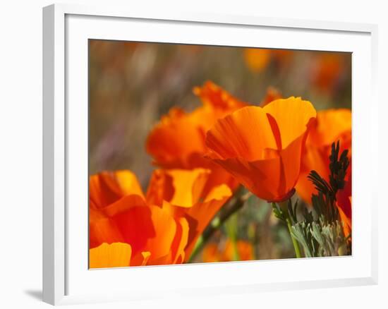 Poppies, Antelope Valley Near Lancaster, California, Usa-Jamie & Judy Wild-Framed Photographic Print