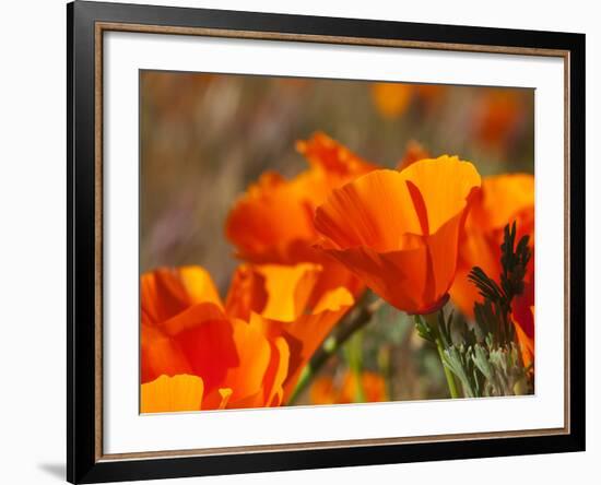 Poppies, Antelope Valley Near Lancaster, California, Usa-Jamie & Judy Wild-Framed Photographic Print