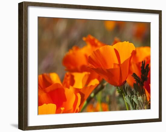 Poppies, Antelope Valley Near Lancaster, California, Usa-Jamie & Judy Wild-Framed Photographic Print