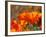 Poppies, Antelope Valley Near Lancaster, California, Usa-Jamie & Judy Wild-Framed Photographic Print