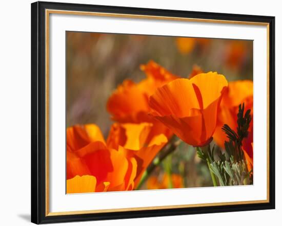 Poppies, Antelope Valley Near Lancaster, California, Usa-Jamie & Judy Wild-Framed Photographic Print