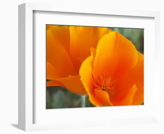 Poppies, Antelope Valley Near Lancaster, California, Usa-Jamie & Judy Wild-Framed Photographic Print