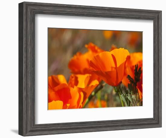 Poppies, Antelope Valley Near Lancaster, California, Usa-Jamie & Judy Wild-Framed Photographic Print