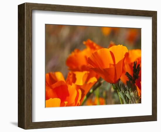 Poppies, Antelope Valley Near Lancaster, California, Usa-Jamie & Judy Wild-Framed Photographic Print