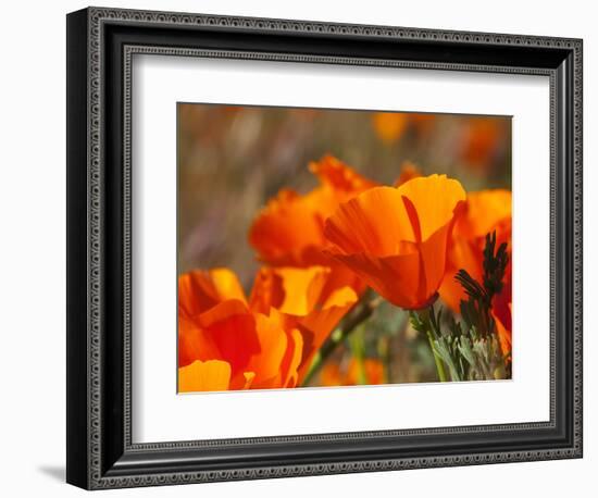 Poppies, Antelope Valley Near Lancaster, California, Usa-Jamie & Judy Wild-Framed Photographic Print