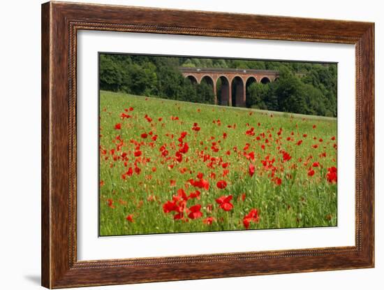 Poppies at Eynsford-Adrian Campfield-Framed Photographic Print