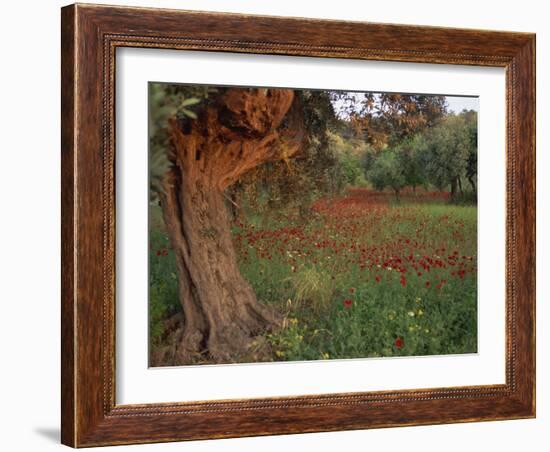 Poppies Beneath an Old Olive Tree, on the Island of Rhodes, Dodecanese, Greek Islands, Greece-Miller John-Framed Photographic Print