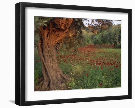 Poppies Beneath an Old Olive Tree, on the Island of Rhodes, Dodecanese, Greek Islands, Greece-Miller John-Framed Photographic Print