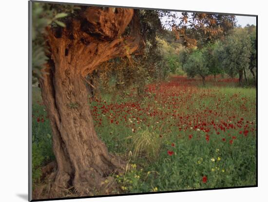 Poppies Beneath an Old Olive Tree, on the Island of Rhodes, Dodecanese, Greek Islands, Greece-Miller John-Mounted Photographic Print