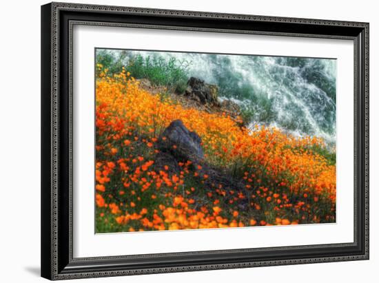 Poppies by the Merced River, Merced River Canyon-Vincent James-Framed Photographic Print