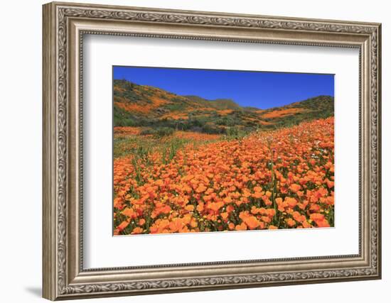 Poppies, Chino Hills State Park, California, United States of America, North America-Richard Cummins-Framed Photographic Print