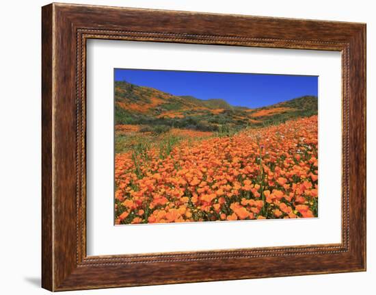 Poppies, Chino Hills State Park, California, United States of America, North America-Richard Cummins-Framed Photographic Print