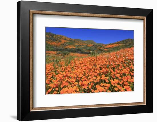 Poppies, Chino Hills State Park, California, United States of America, North America-Richard Cummins-Framed Photographic Print