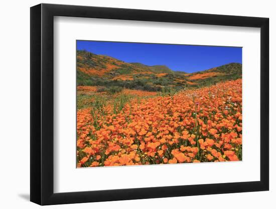 Poppies, Chino Hills State Park, California, United States of America, North America-Richard Cummins-Framed Photographic Print