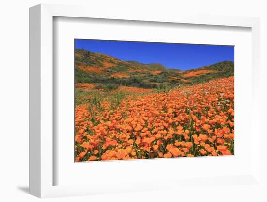 Poppies, Chino Hills State Park, California, United States of America, North America-Richard Cummins-Framed Photographic Print